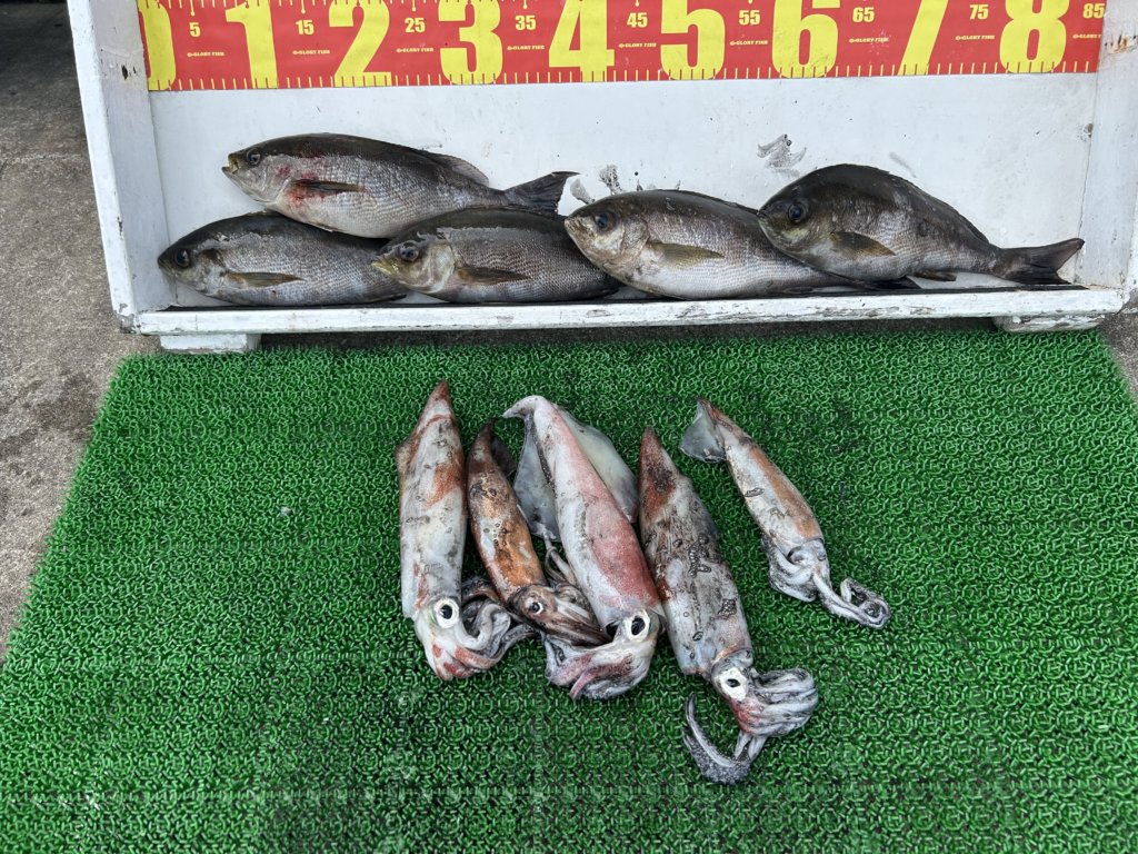 山陰 浜田港 渡船 金時丸 2025年5月19日 波止 釣果報告2