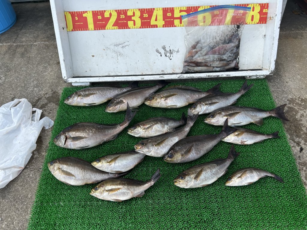 山陰 浜田港 渡船 金時丸 2025年5月19日 波止 釣果報告1