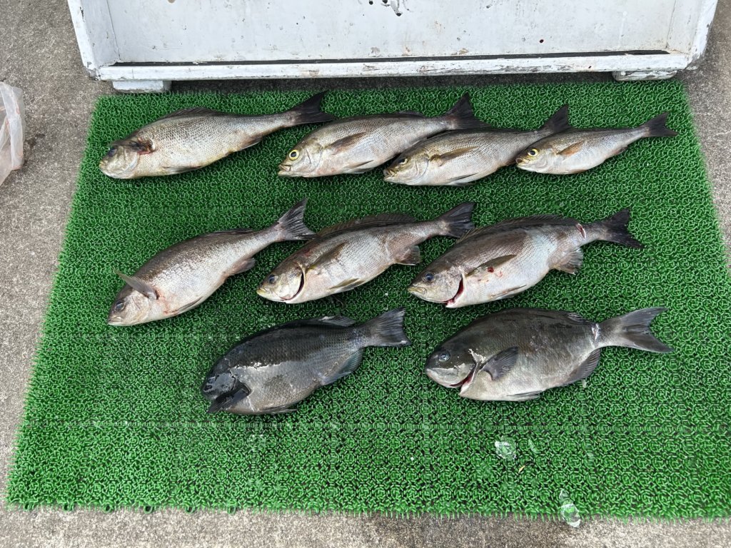 山陰 浜田港 渡船 金時丸 2025年5月19日 波止 釣果報告3