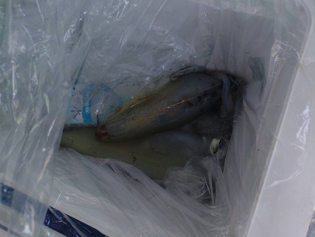 山陰 浜田港 渡船 慶禄 2025年5月19日 磯 釣果報告1