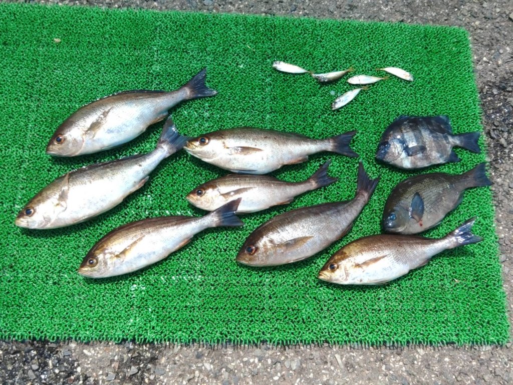 山陰 浜田港 渡船 金時丸 2025年6月30日 波止 釣果報告1