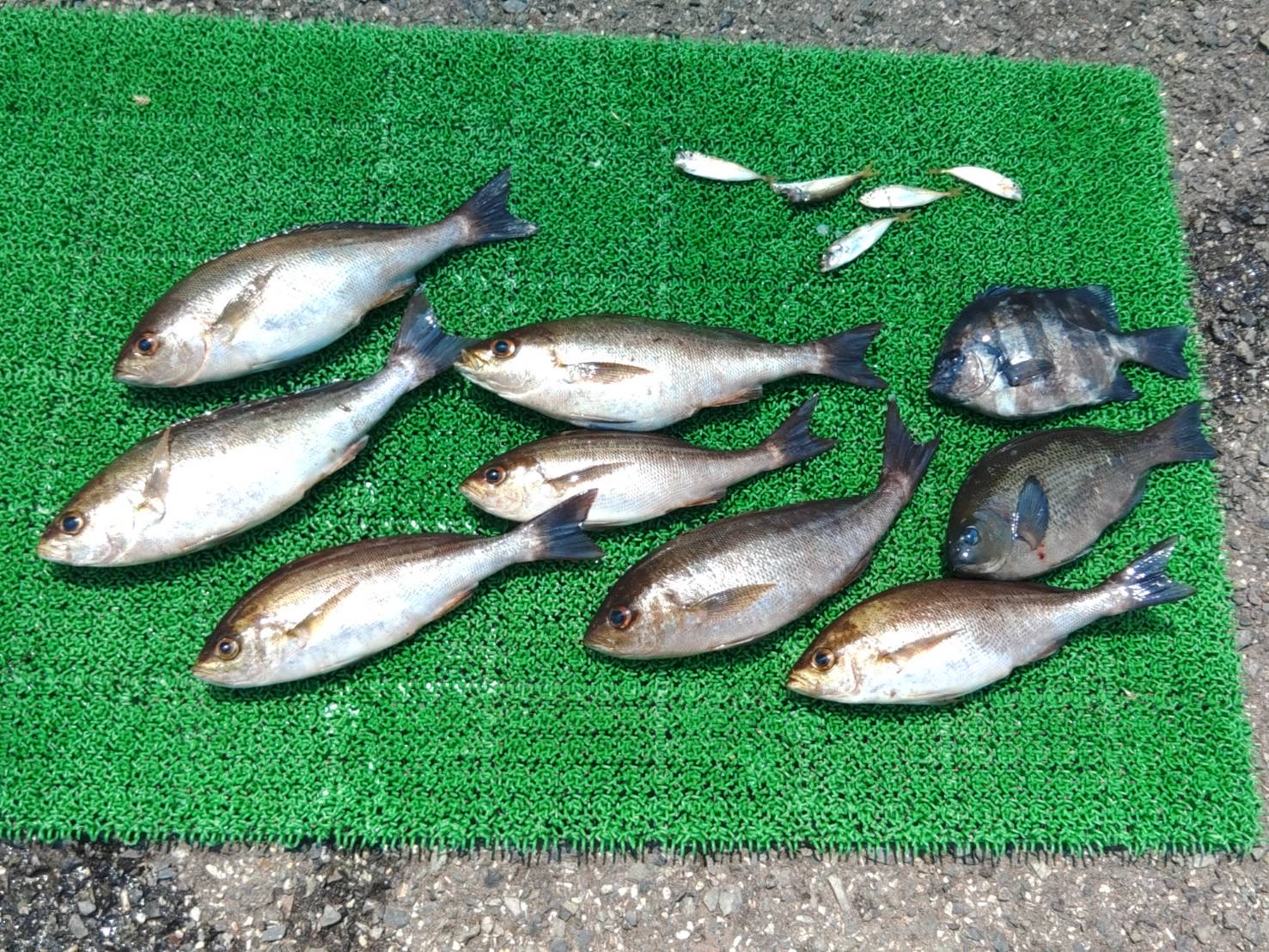 山陰 浜田港 渡船 金時丸 2025年6月30日 波止 釣果報告1