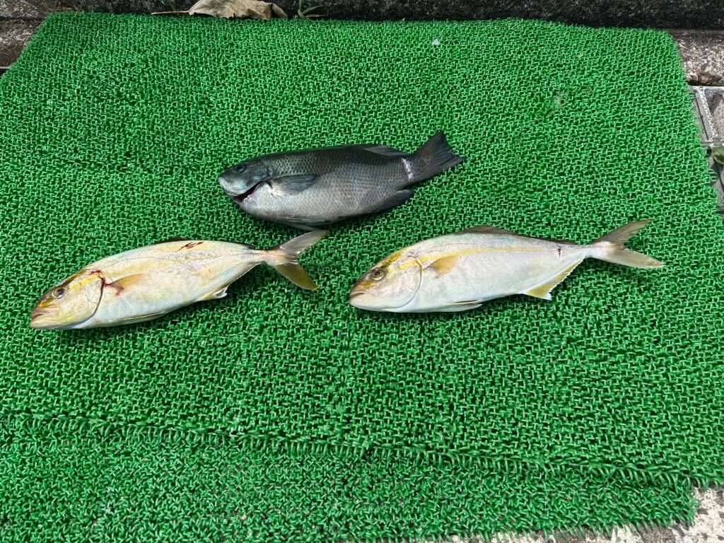 山陰 浜田港 渡船 金時丸 2025年8月8日 波止 釣果報告2