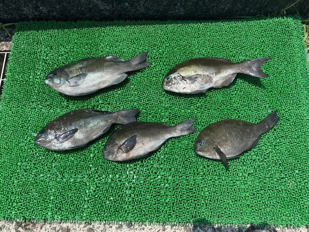 山陰 浜田港 渡船 慶禄 2025年8月13日磯 釣果報告2