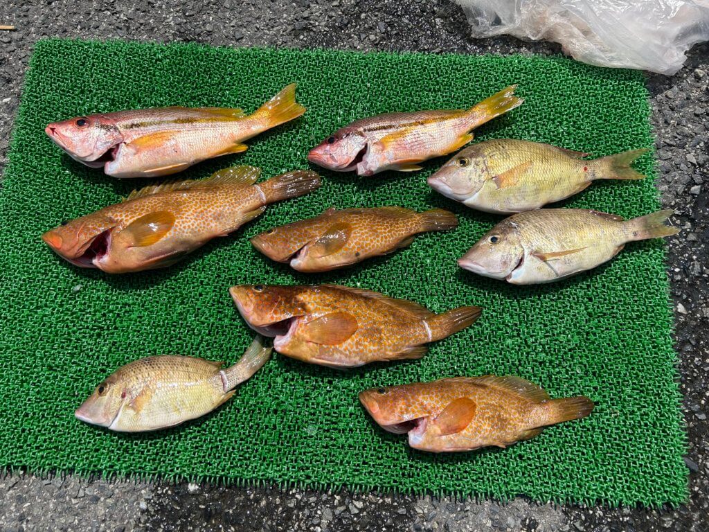 山陰 浜田港 渡船 慶禄 2025年8月13日磯 釣果報告4