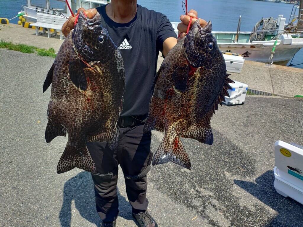 山陰 浜田港 渡船 慶禄 2025年8月13日磯 釣果報告6