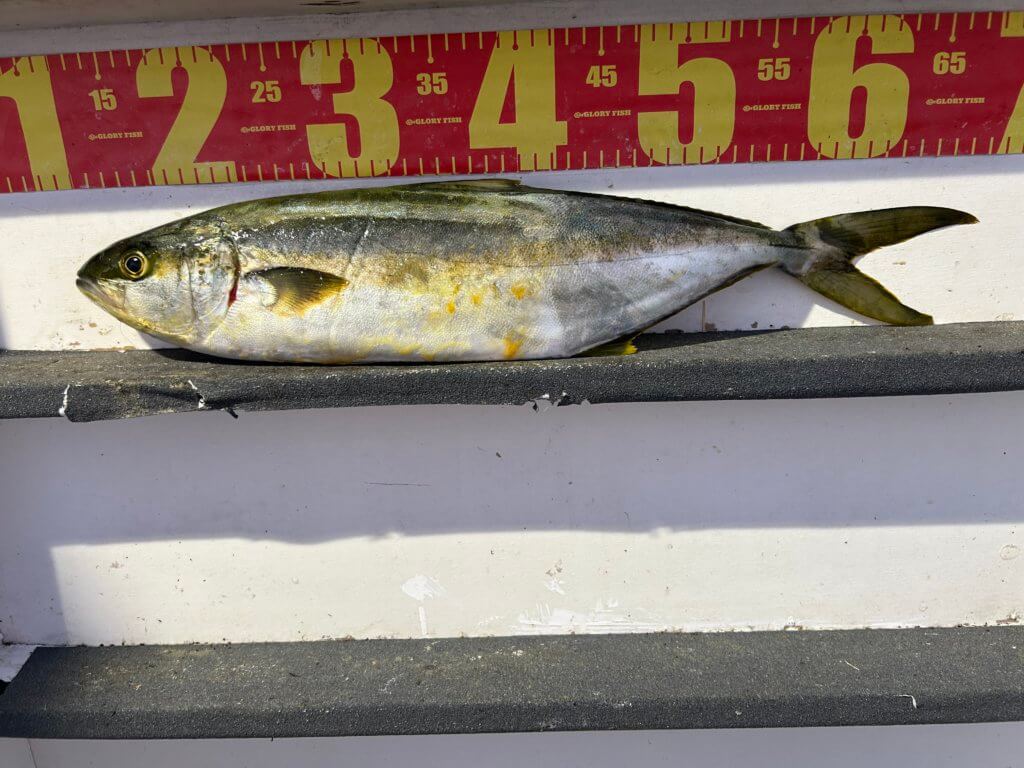 山陰 浜田港 渡船 金時丸 2025年8月14日 波止 釣果報告4