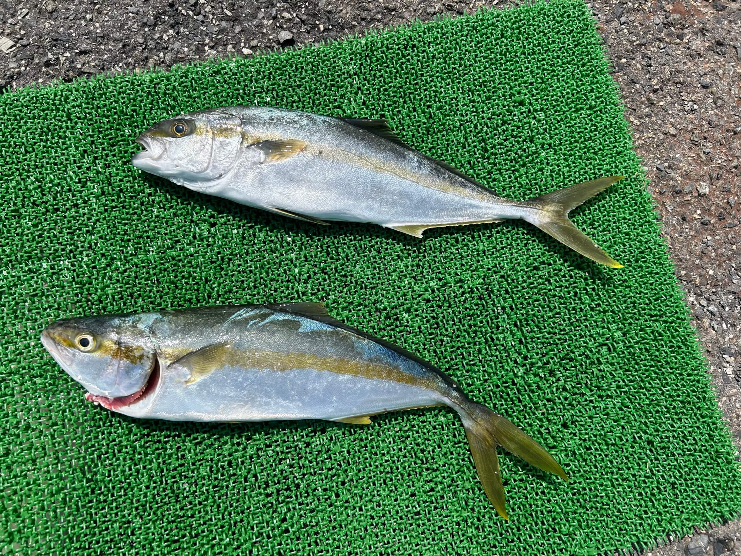 山陰 浜田港 渡船 金時丸 2025年8月14日 波止 釣果報告1