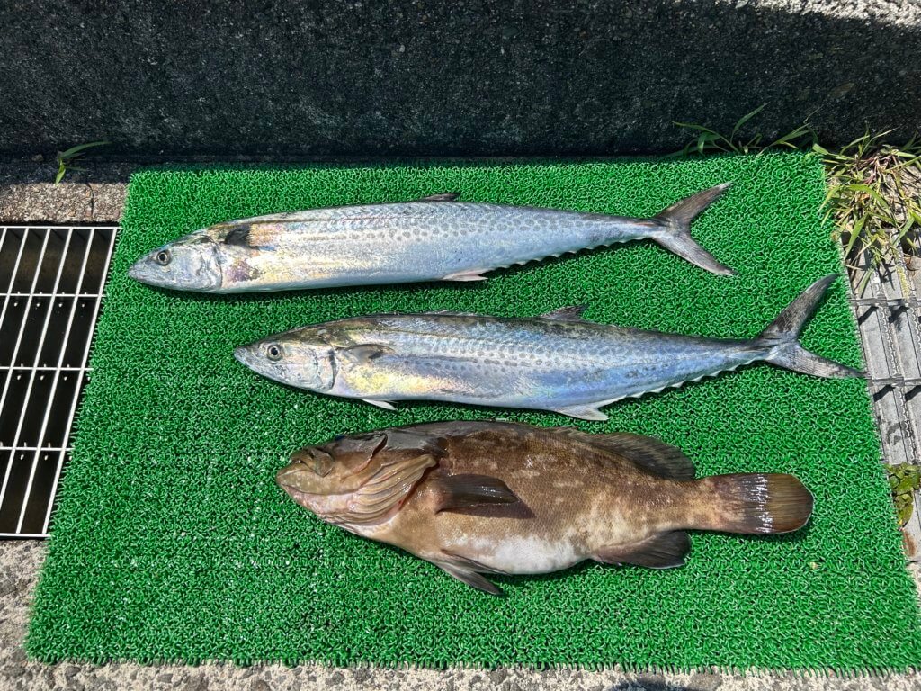 山陰 浜田港 渡船 金時丸 2025年8月14日 波止 釣果報告2