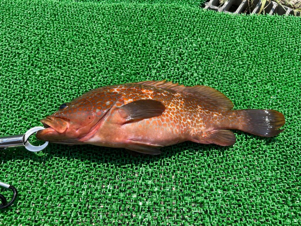 山陰 浜田港 渡船 金時丸 2025年8月14日 波止 釣果報告3