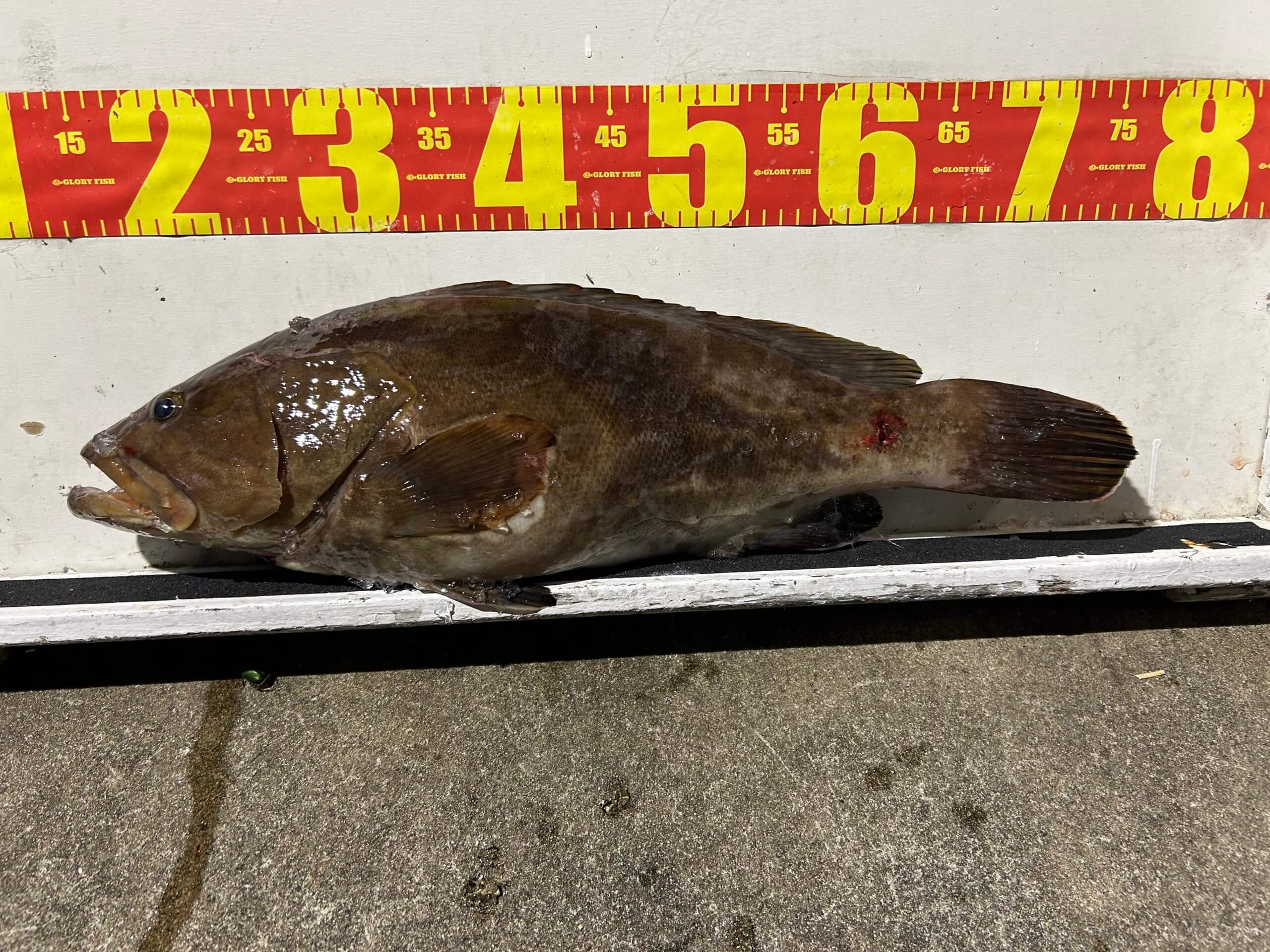 山陰 浜田港 渡船 金時丸 2025年8月16日 波止 釣果報告1