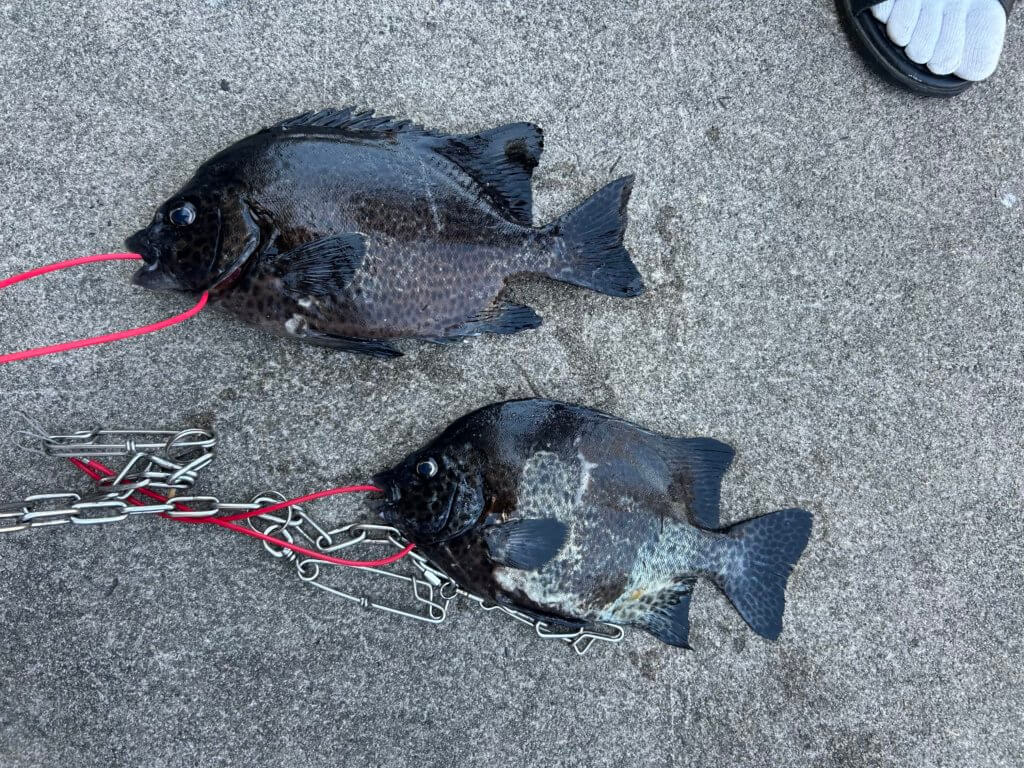 山陰 浜田港 渡船 慶禄 2025年8月16日磯 釣果報告2