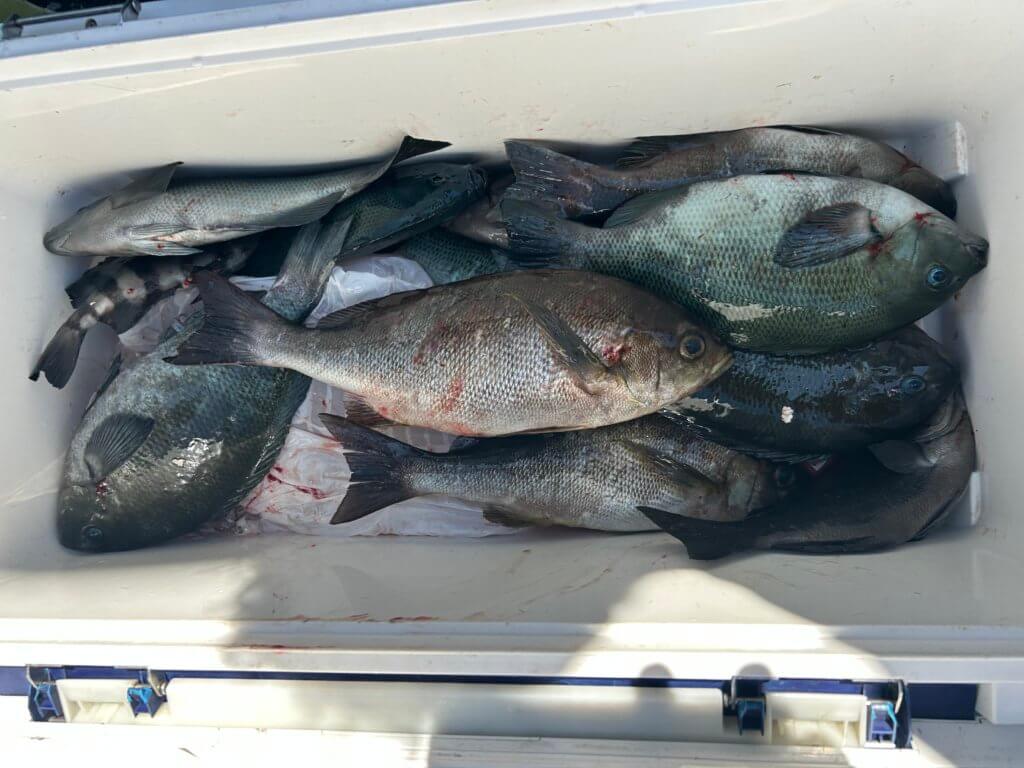 山陰 浜田港 渡船 慶禄 2025年8月16日磯 釣果報告1