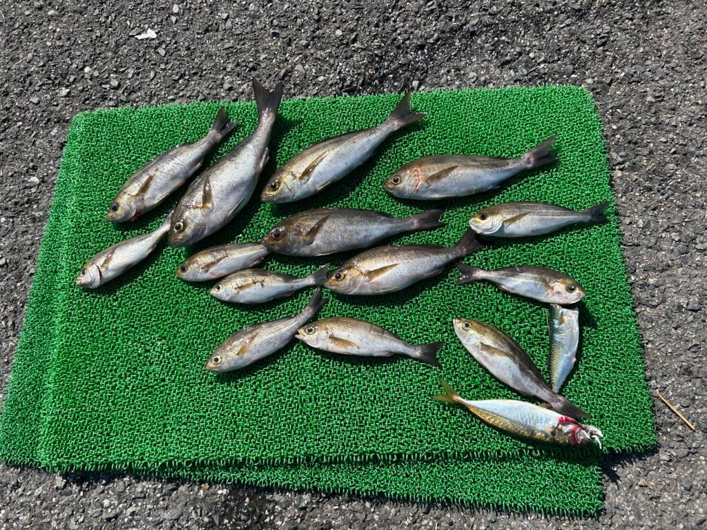 山陰 浜田港 渡船 金時丸 2025年8月17日 波止 釣果報告2