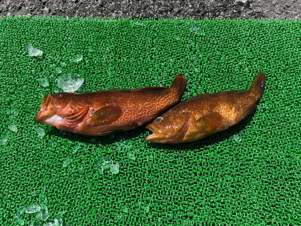 山陰 浜田港 渡船 慶禄 2025年8月17日磯 釣果報告3