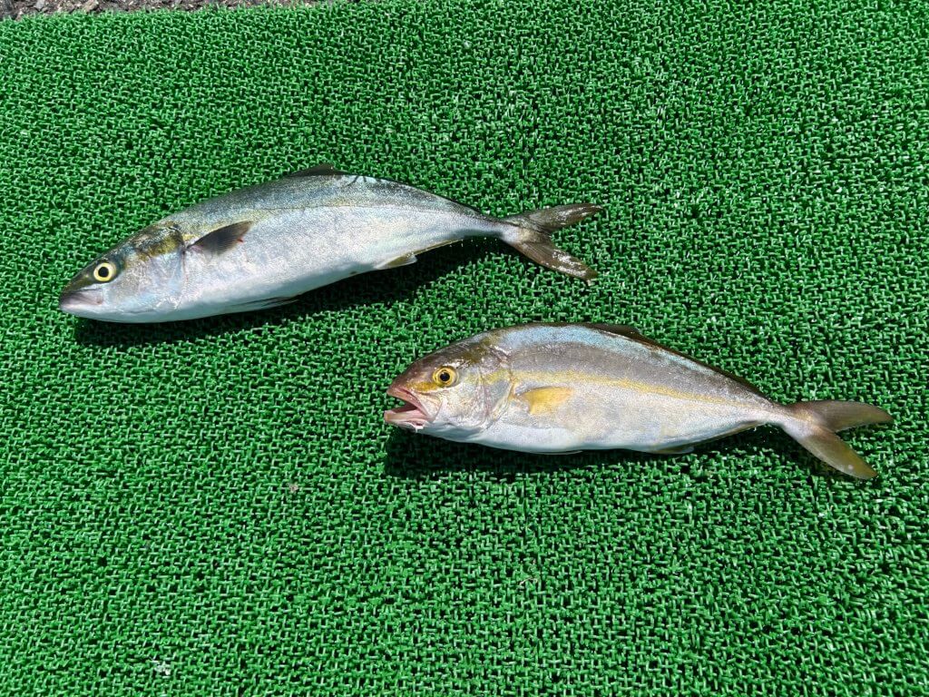 山陰 浜田港 渡船 金時丸 2025年8月17日 波止 釣果報告4