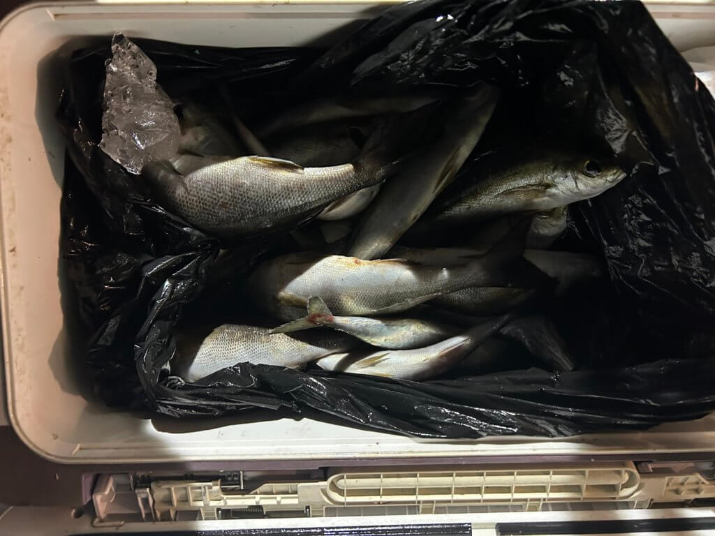 山陰 浜田港 渡船 金時丸 2025年8月18日 波止 釣果報告1