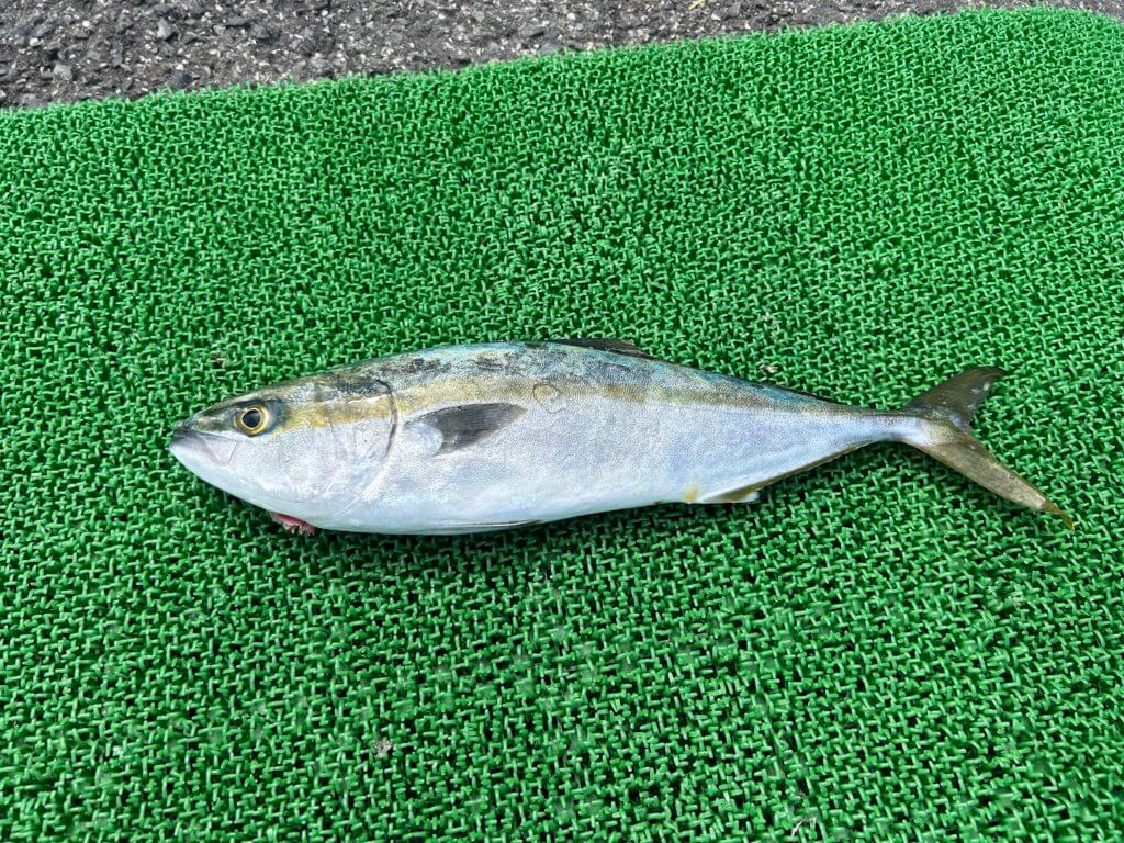 山陰 浜田港 渡船 慶禄 2025年8月18日磯 釣果報告1