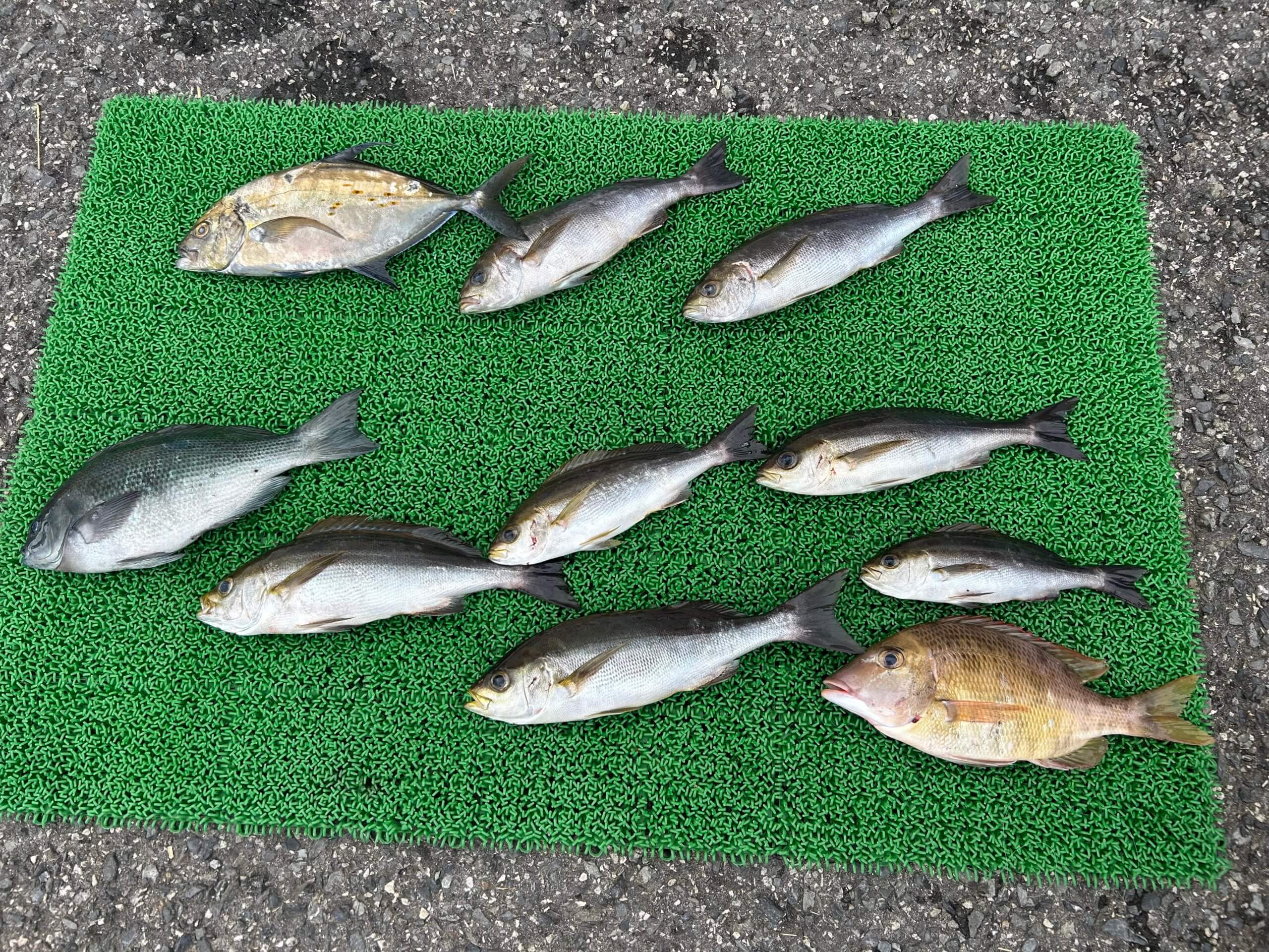 山陰 浜田港 渡船 慶禄 2025年8月22日磯 釣果報告1