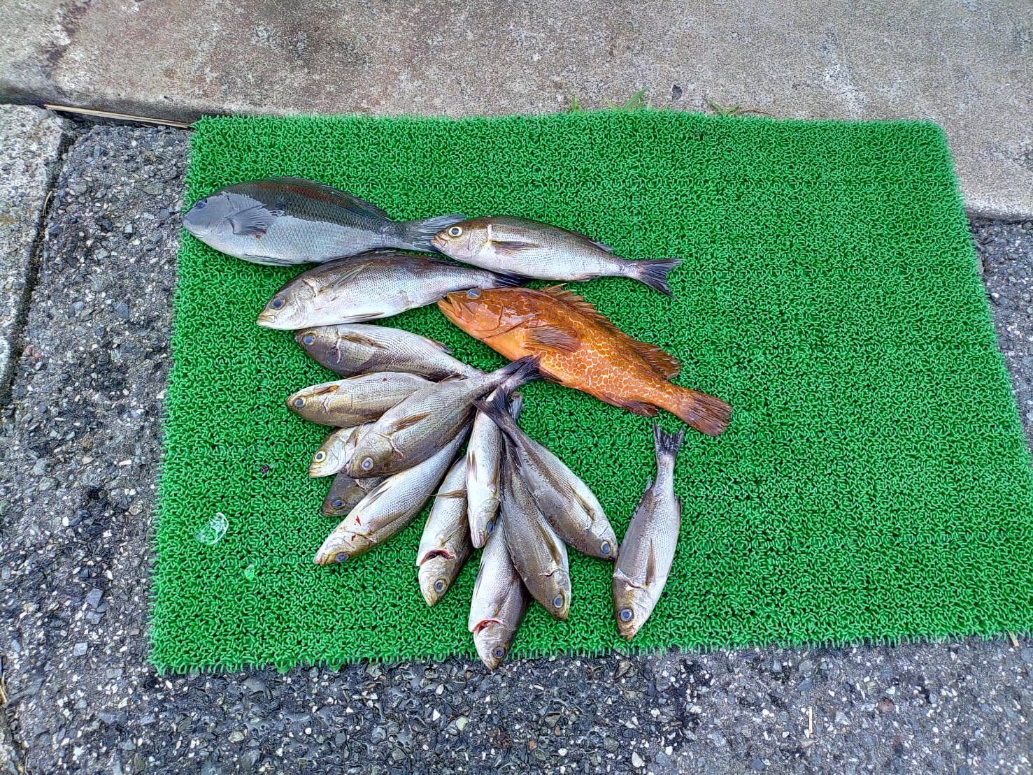 山陰 浜田港 渡船 慶禄 2025年8月23日磯 釣果報告1