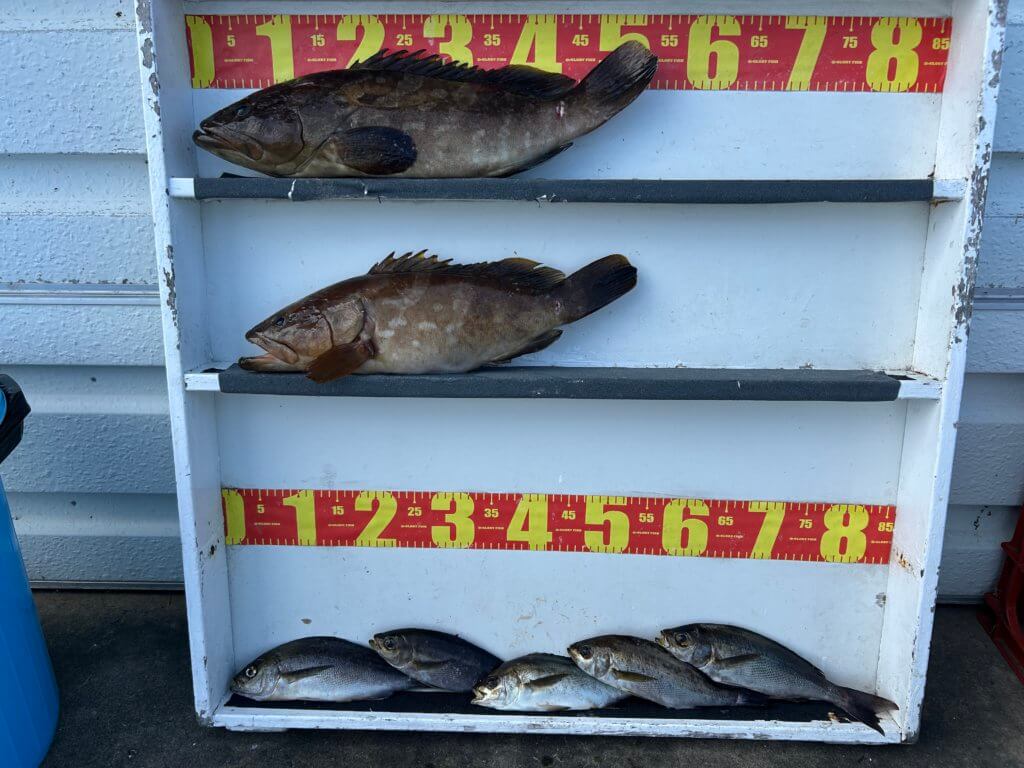 山陰 浜田港 渡船 金時丸 2025年8月24日 波止 釣果報告1