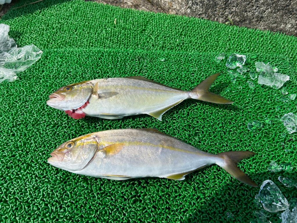 山陰 浜田港 渡船 金時丸 2025年8月24日 波止 釣果報告3