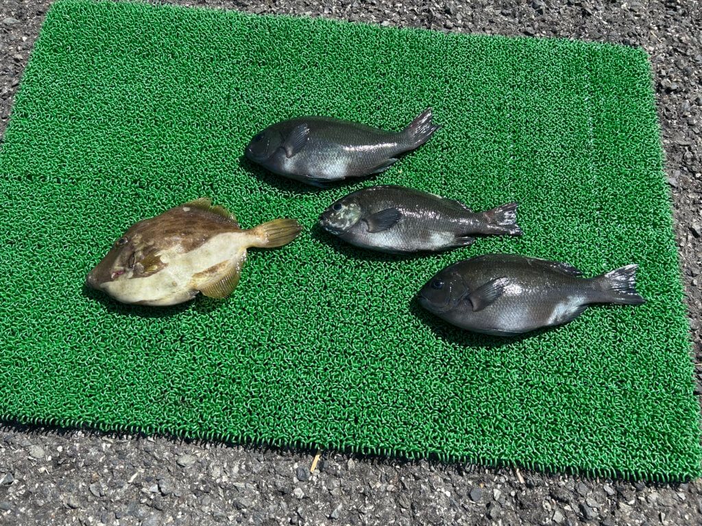 山陰 浜田港 渡船 慶禄 2025年8月24日磯 釣果報告2