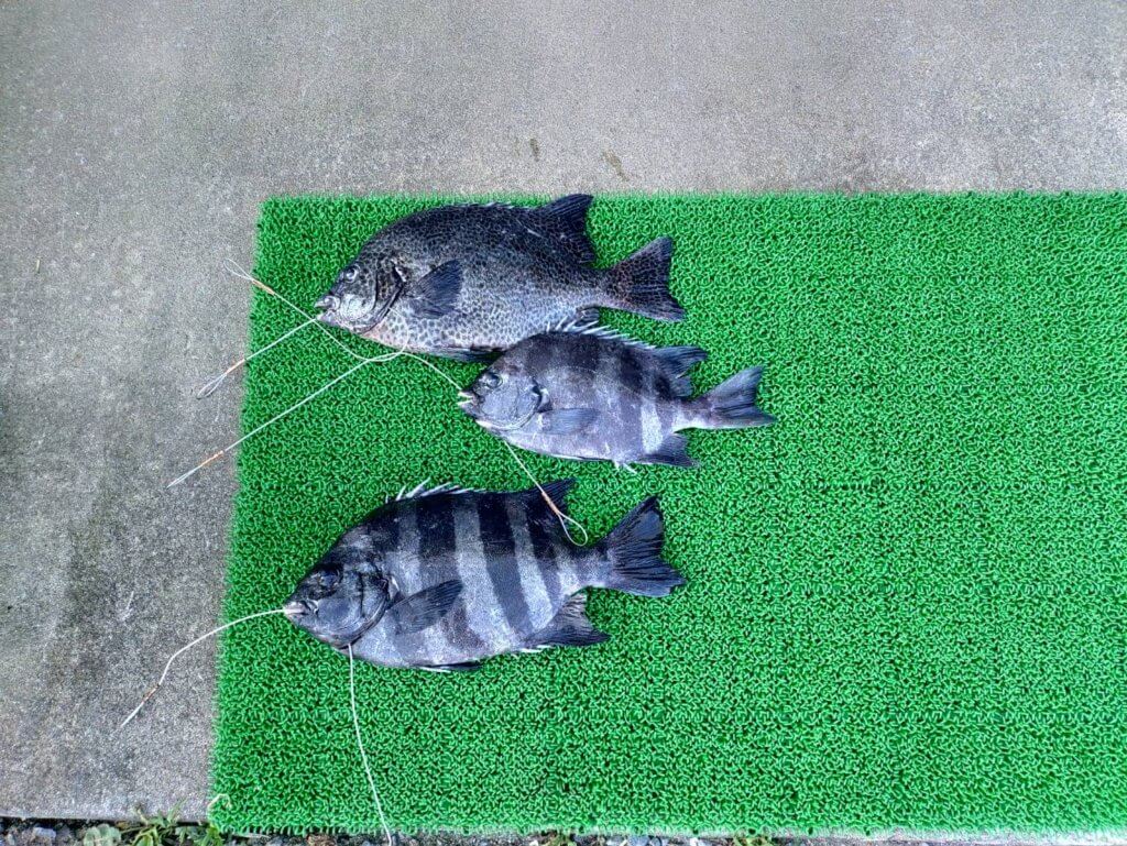 山陰 浜田港 渡船 慶禄 2025年8月26日磯 釣果報告1