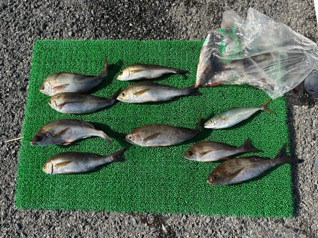 山陰 浜田港 渡船 金時丸 2025年8月30日 波止 釣果報告1