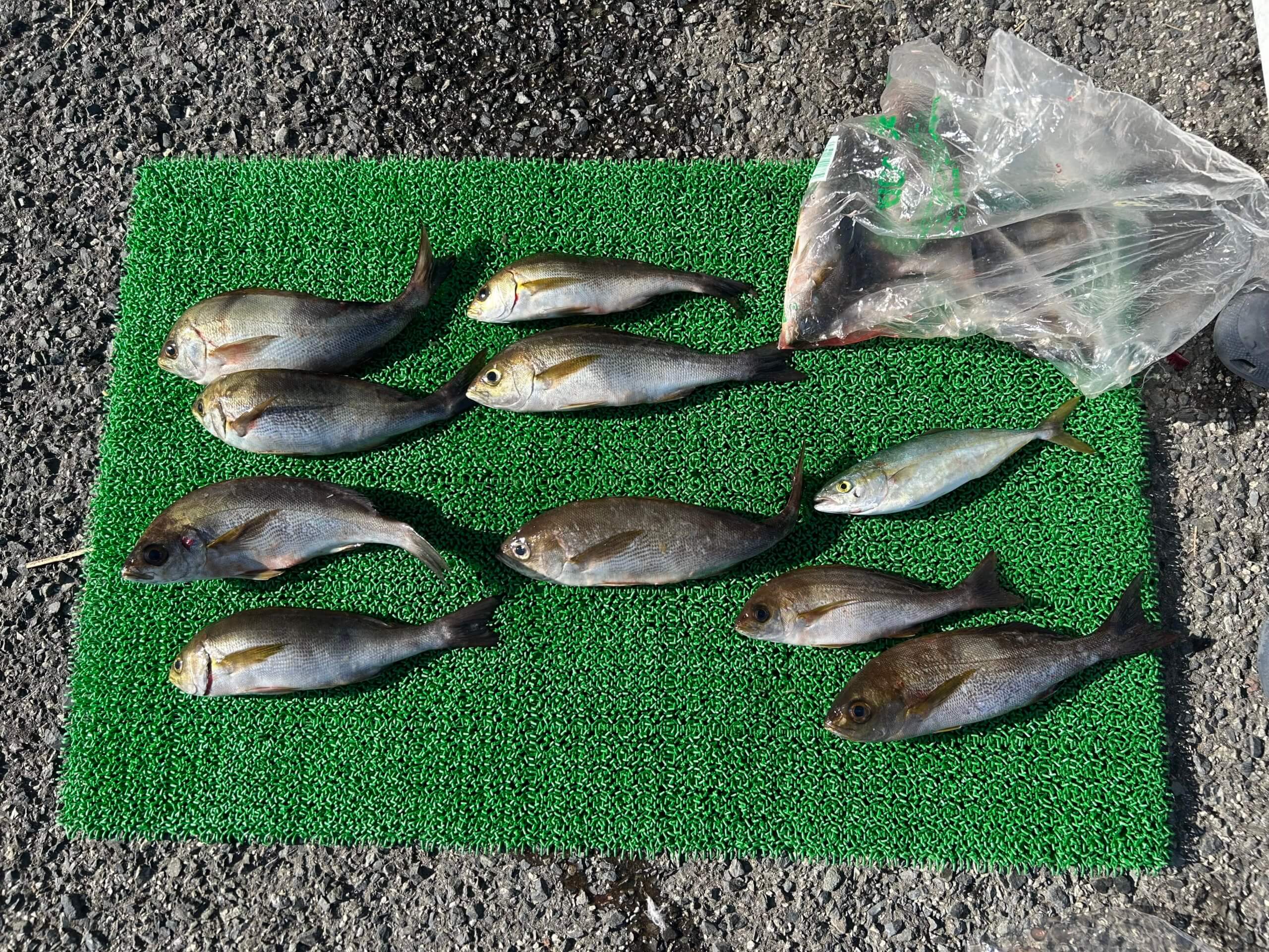 山陰 浜田港 渡船 金時丸 2025年8月30日 波止 釣果報告1