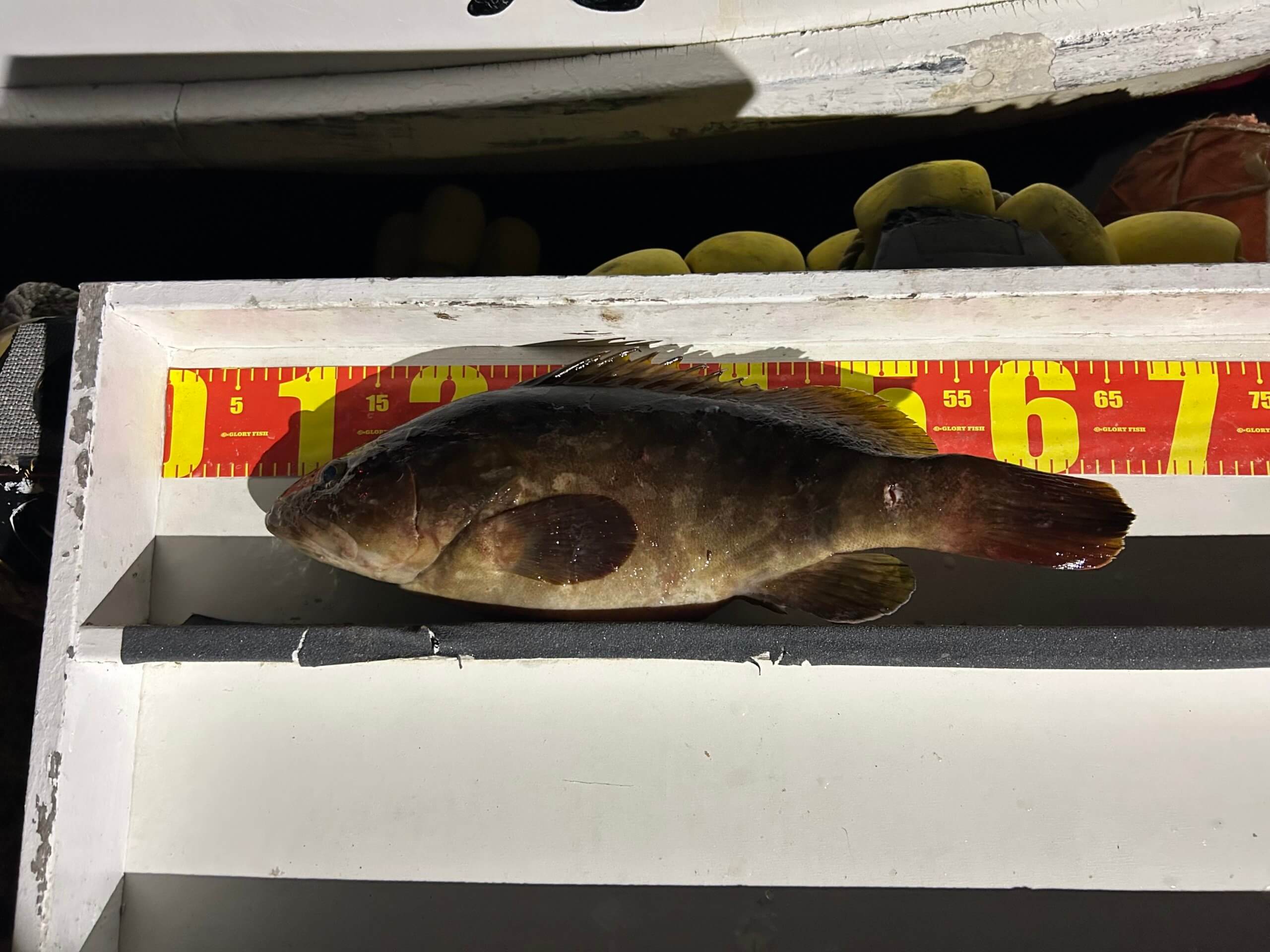 山陰 浜田港 渡船 金時丸 2025年8月31日 波止 釣果報告1