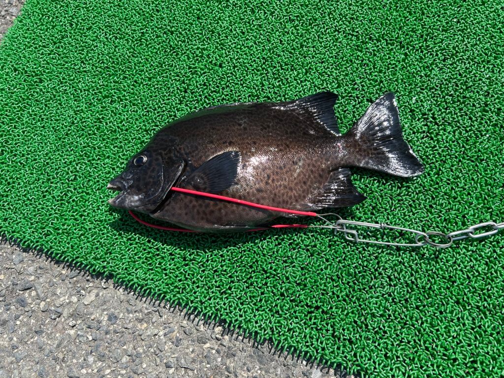 山陰 浜田港 渡船 慶禄 2025年8月31日磯 釣果報告1