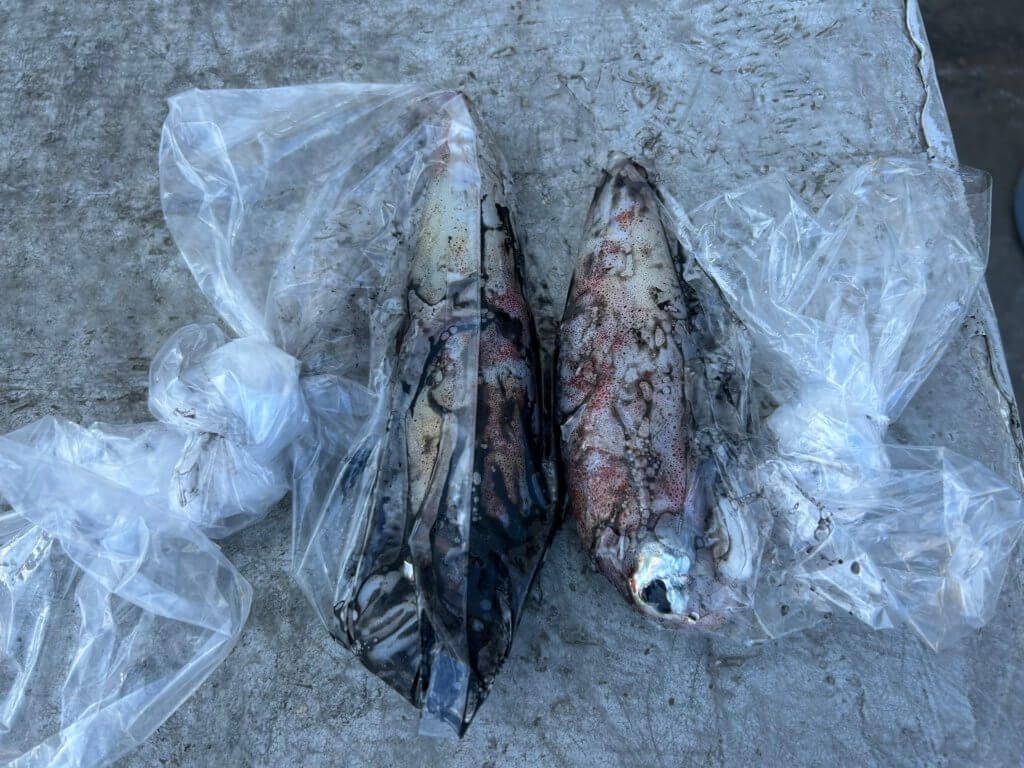 山陰 浜田港 渡船 金時丸 2025年9月1日 波止 釣果報告2