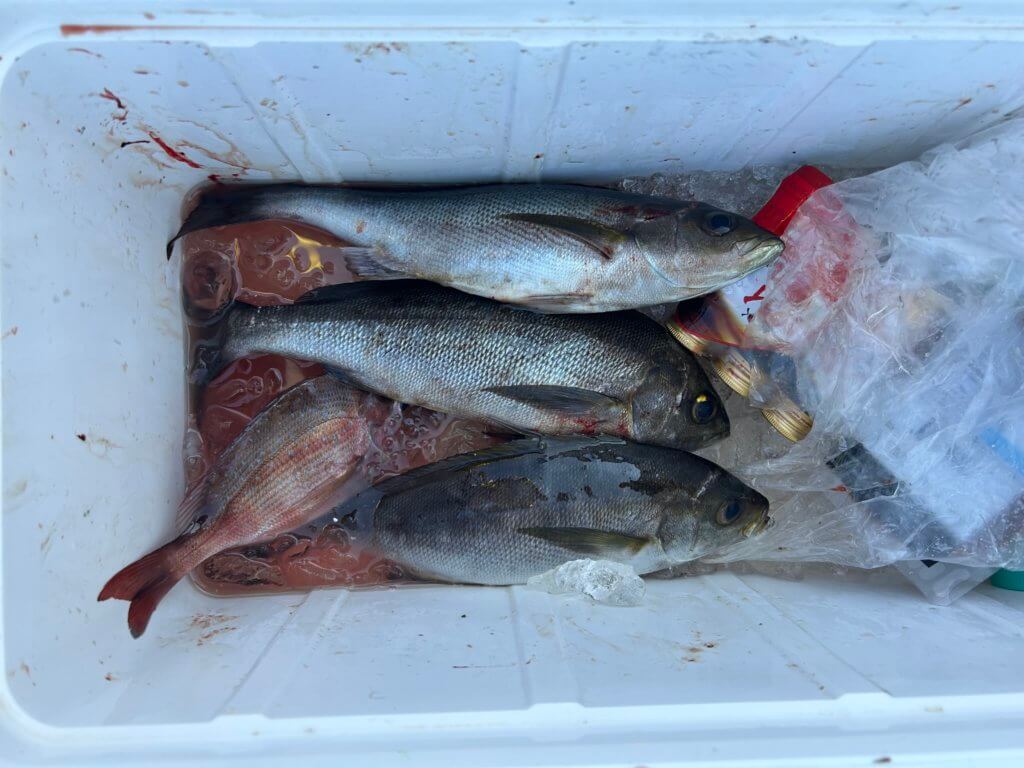 山陰 浜田港 渡船 金時丸 2025年9月3日 波止 釣果報告2