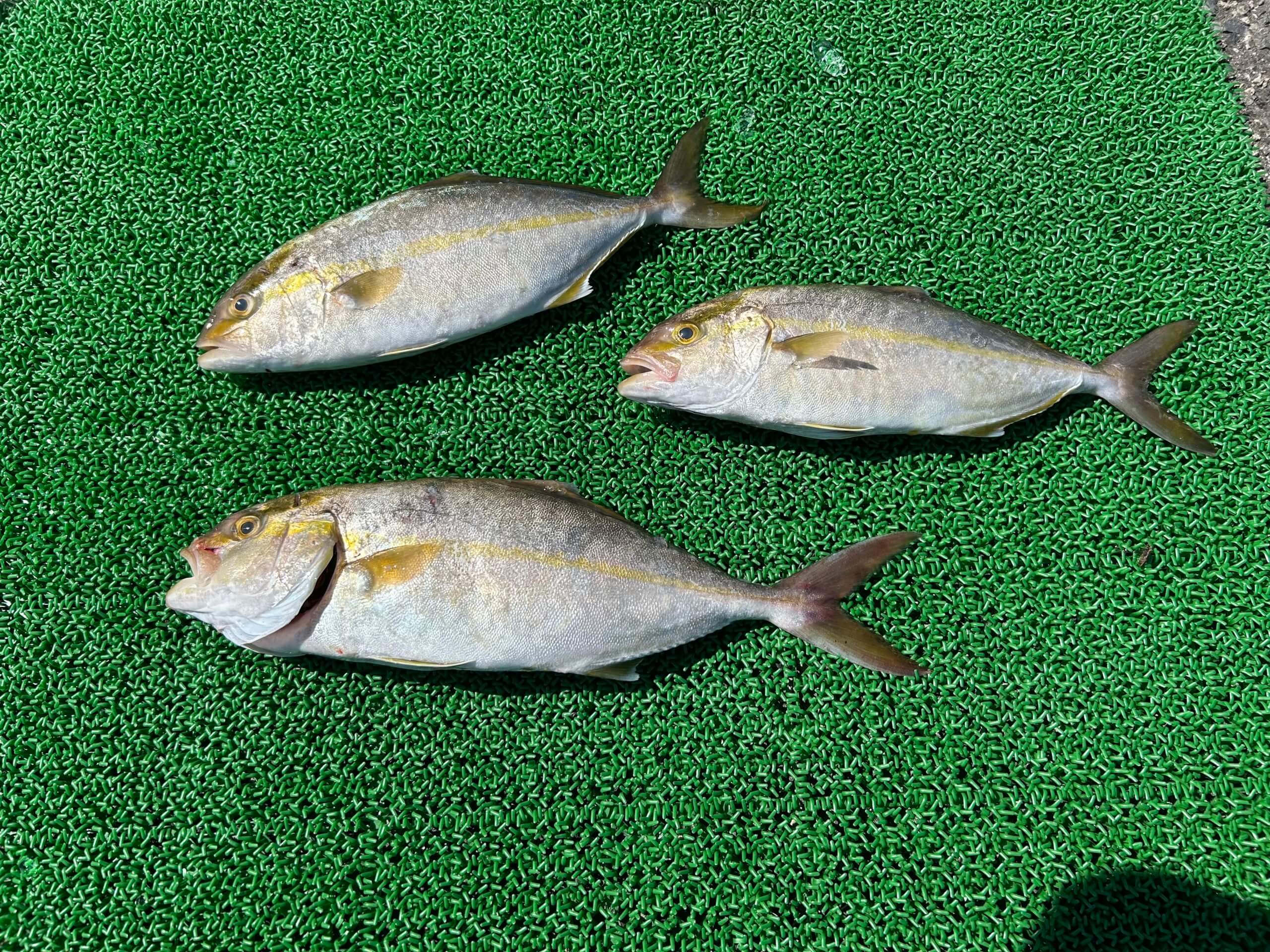 山陰 浜田港 渡船 金時丸 2025年9月3日 波止 釣果報告1