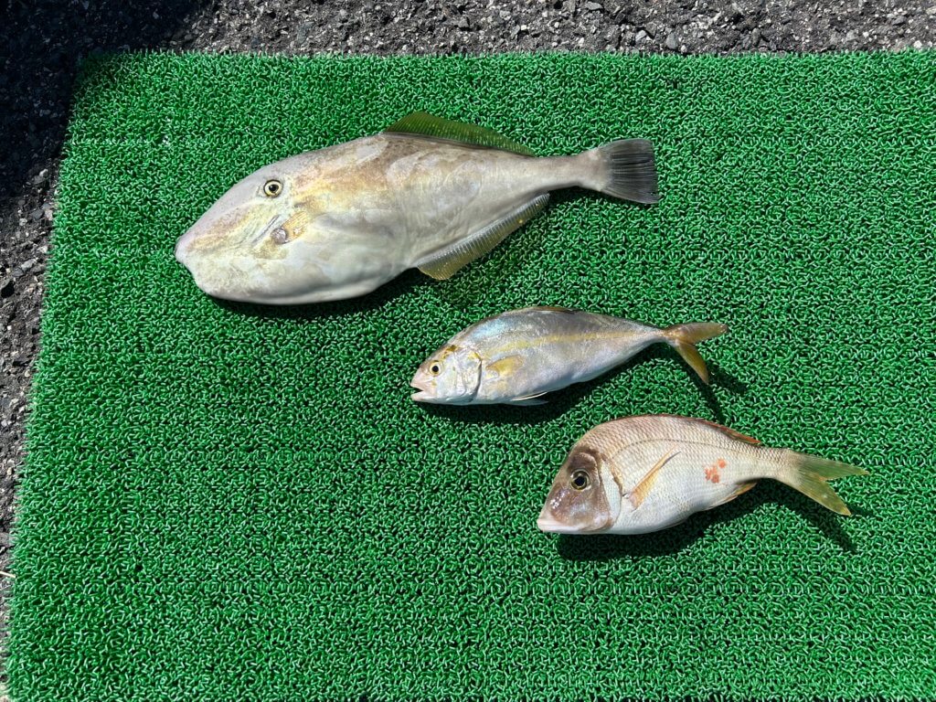 山陰 浜田港 渡船 金時丸 2025年9月6日 波止 釣果報告2