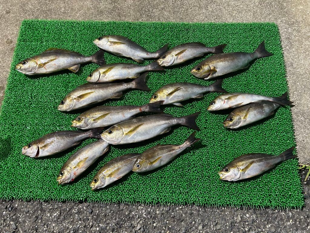 山陰 浜田港 渡船 金時丸 2025年9月7日 波止 釣果報告2