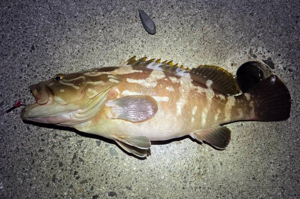 山陰 浜田港 渡船 金時丸 2025年9月7日 波止 釣果報告1