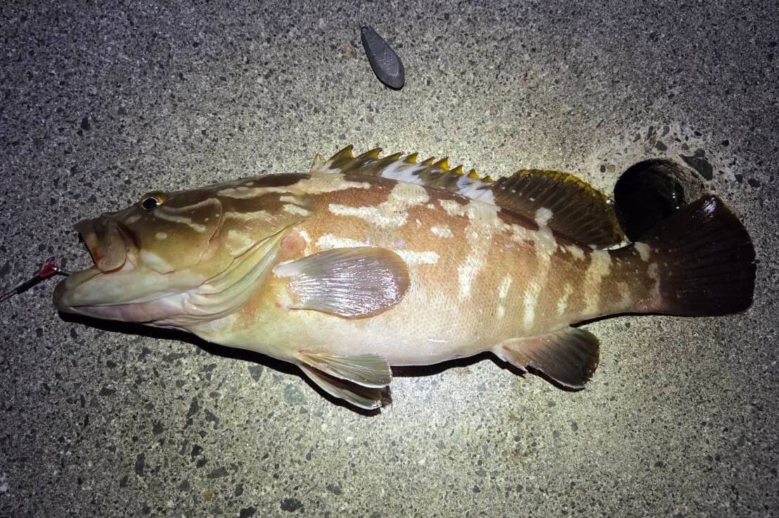 山陰 浜田港 渡船 金時丸 2025年9月7日 波止 釣果報告1