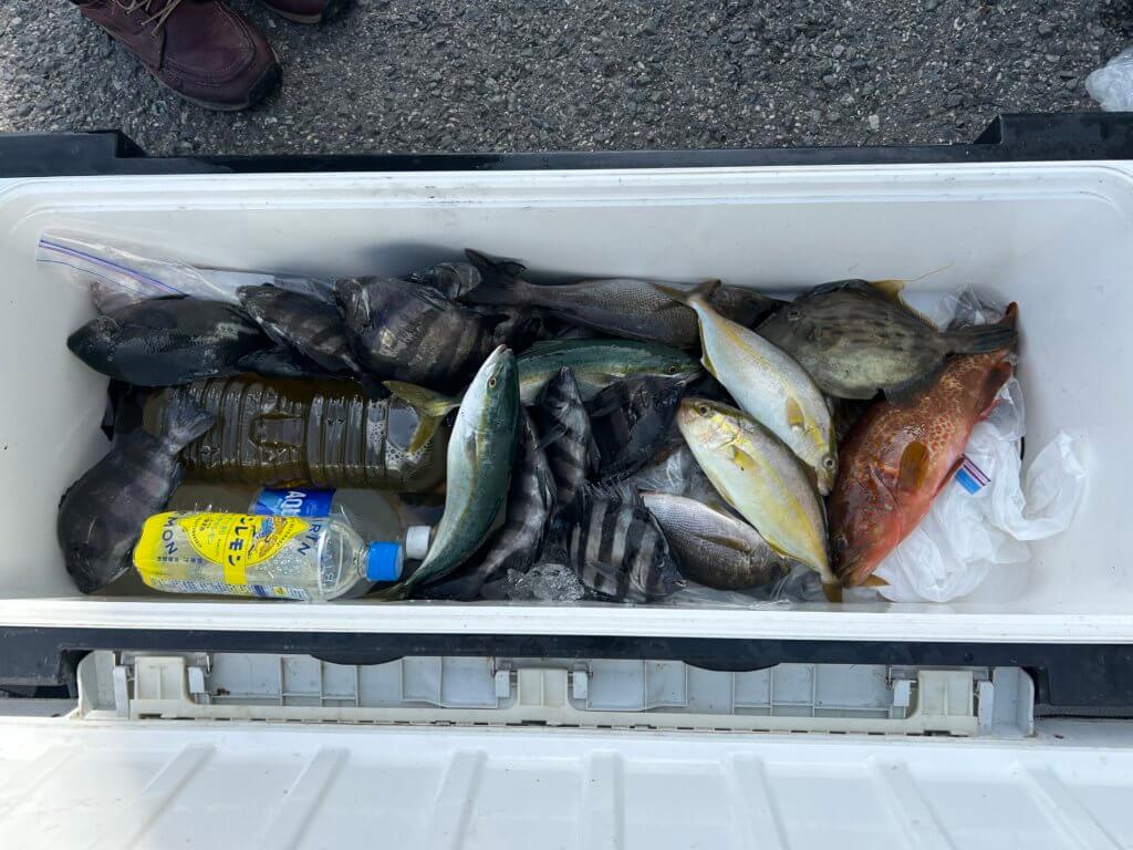 山陰 浜田港 渡船 金時丸 2025年9月7日 波止 釣果報告3