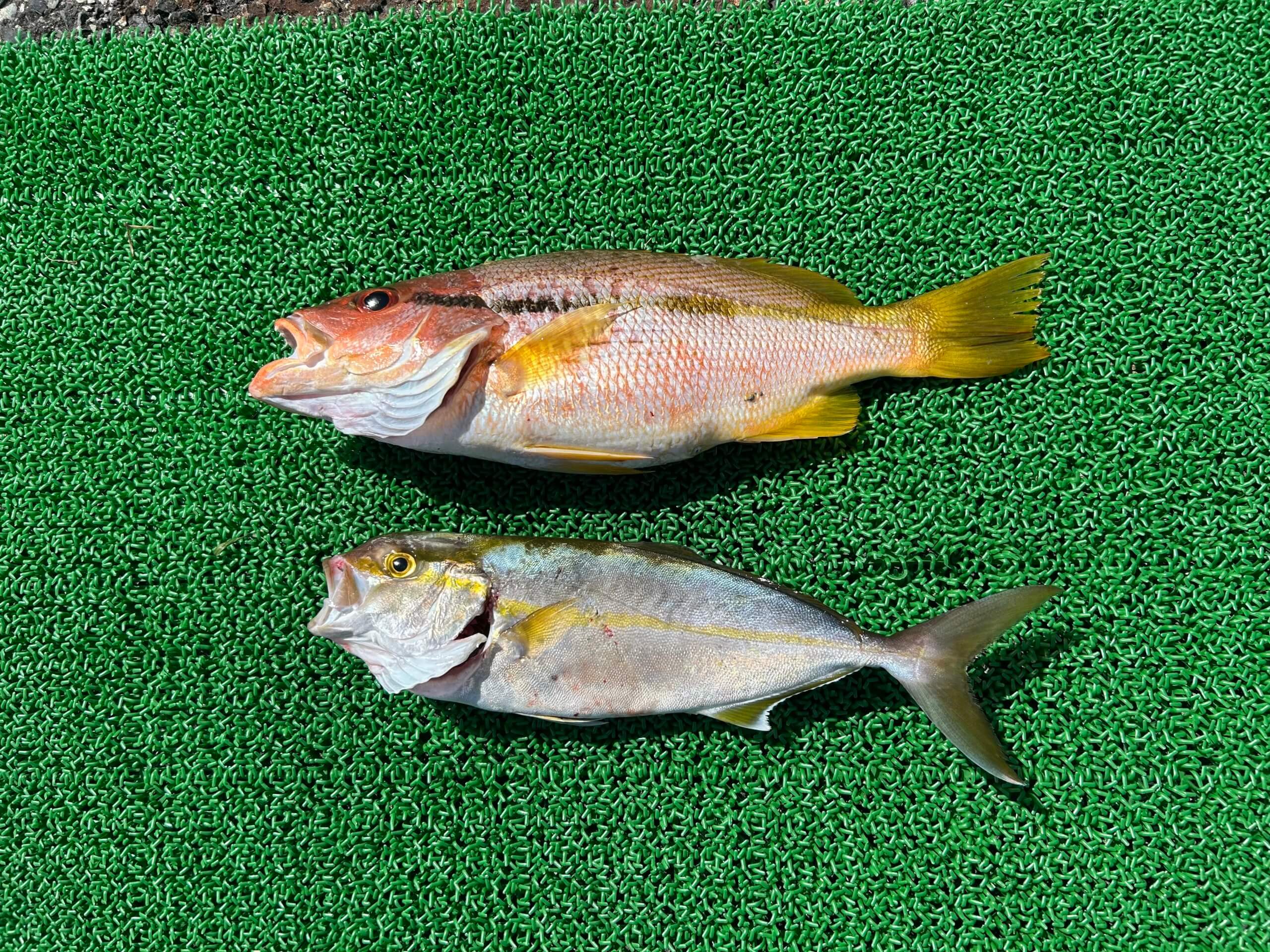 山陰 浜田港 渡船 金時丸 2025年9月11日 波止 釣果報告1