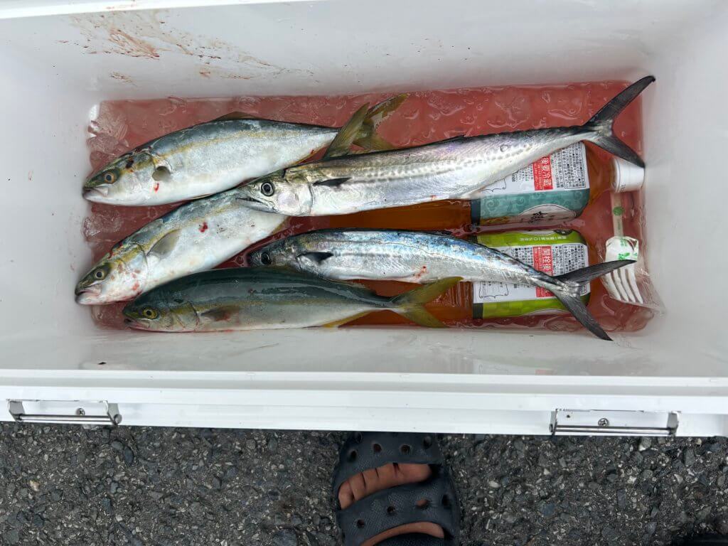 山陰 浜田港 渡船 金時丸 2025年9月13日 波止 釣果報告1