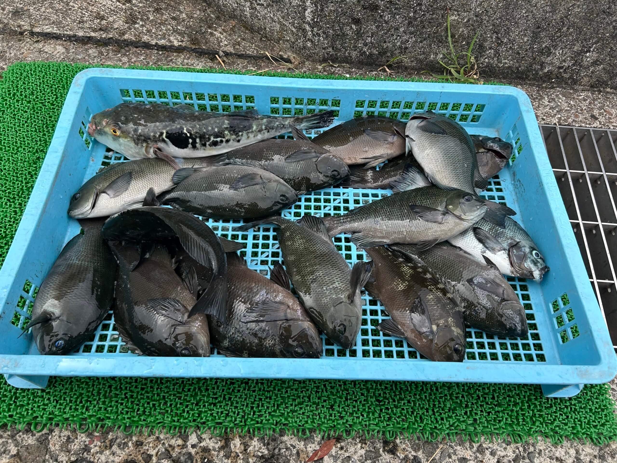 2025年9月13日(土)の波止 磯 釣果報告 | 山陰 島根県浜田市 浜田港発着