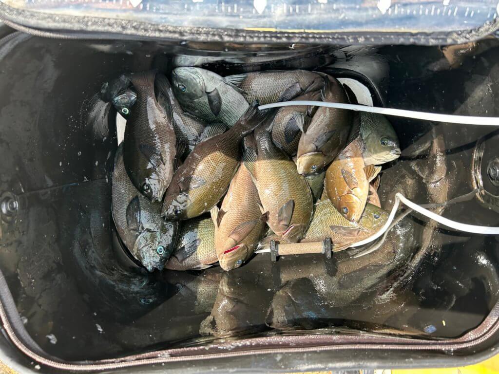 山陰 浜田港 渡船 慶禄 2025年9月15日磯 釣果報告2