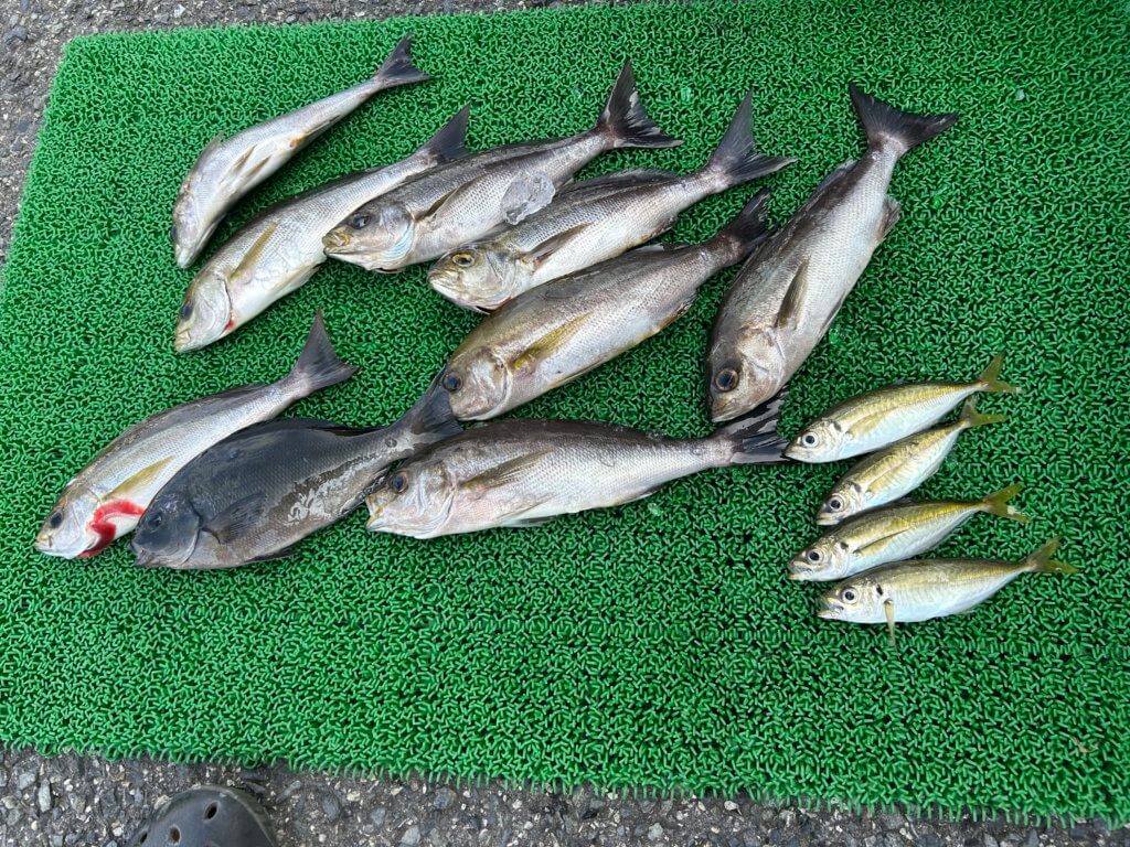 山陰 浜田港 渡船 慶禄 2025年9月15日磯 釣果報告2