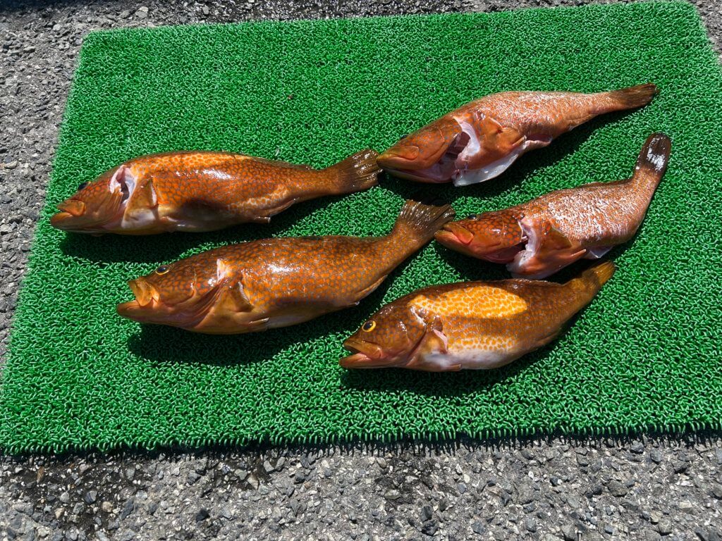 山陰 浜田港 渡船 慶禄 2025年9月16日磯 釣果報告1