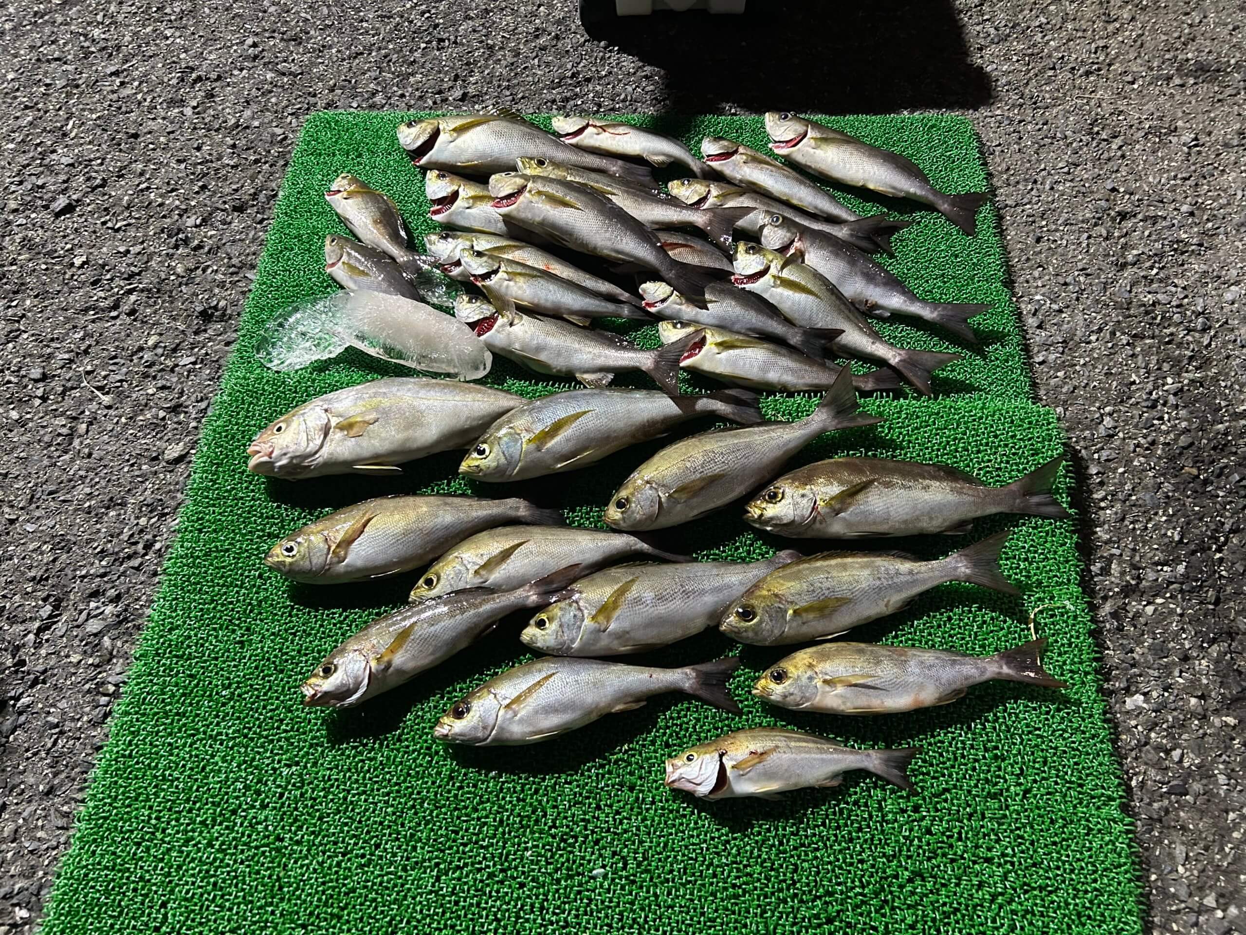 山陰 浜田港 渡船 金時丸 2025年9月17日 波止 釣果報告1