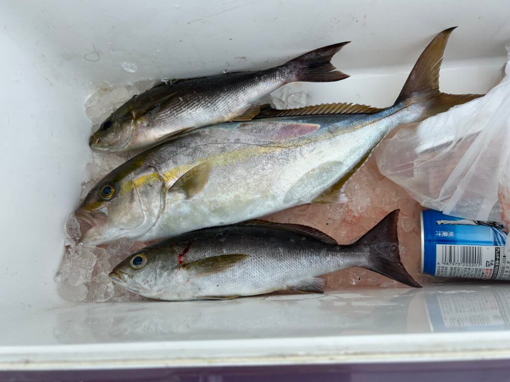 山陰 浜田港 渡船 金時丸 2025年9月17日 波止 釣果報告2