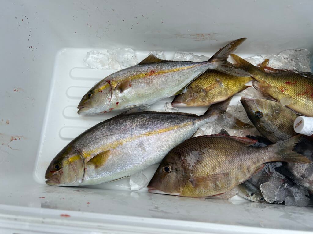 山陰 浜田港 渡船 金時丸 2025年9月21日 波止 釣果報告3