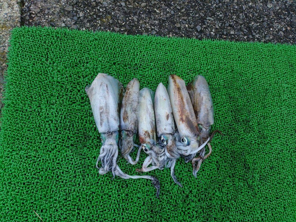 山陰 浜田港 渡船 慶禄 2025年9月21日磯 釣果報告2